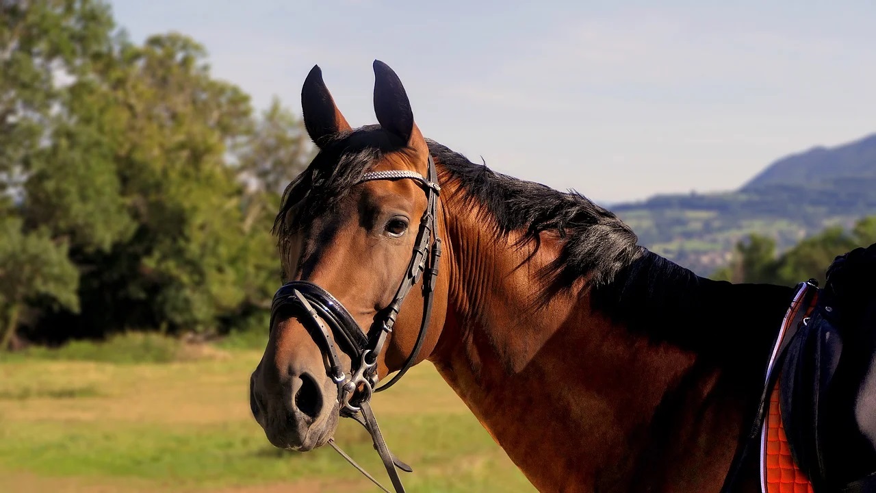 Quelles races de chevaux pour la randonnée ?