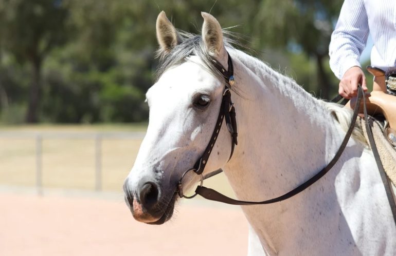 Quelles races de chevaux pour la randonnée ?